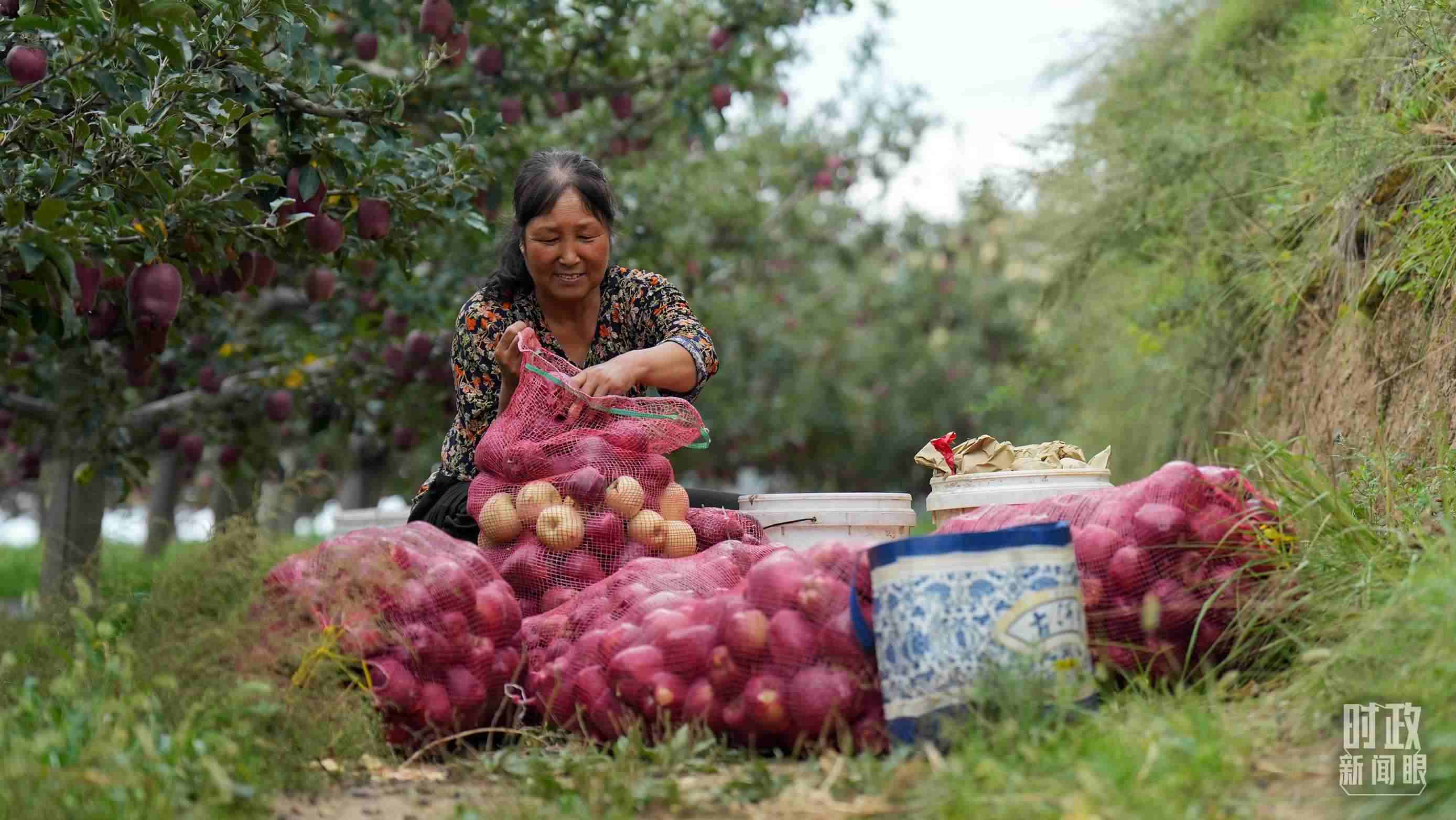 △南山花牛蘋(píng)果基地在2023年帶動(dòng)9000多戶(hù)村民實(shí)現(xiàn)增收。（總臺(tái)國(guó)廣記者李晉拍攝）