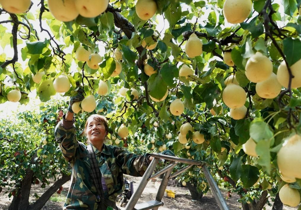 9月13日，河北省晉州市的農(nóng)民在果園采摘鴨梨。新華社記者楊世堯 攝