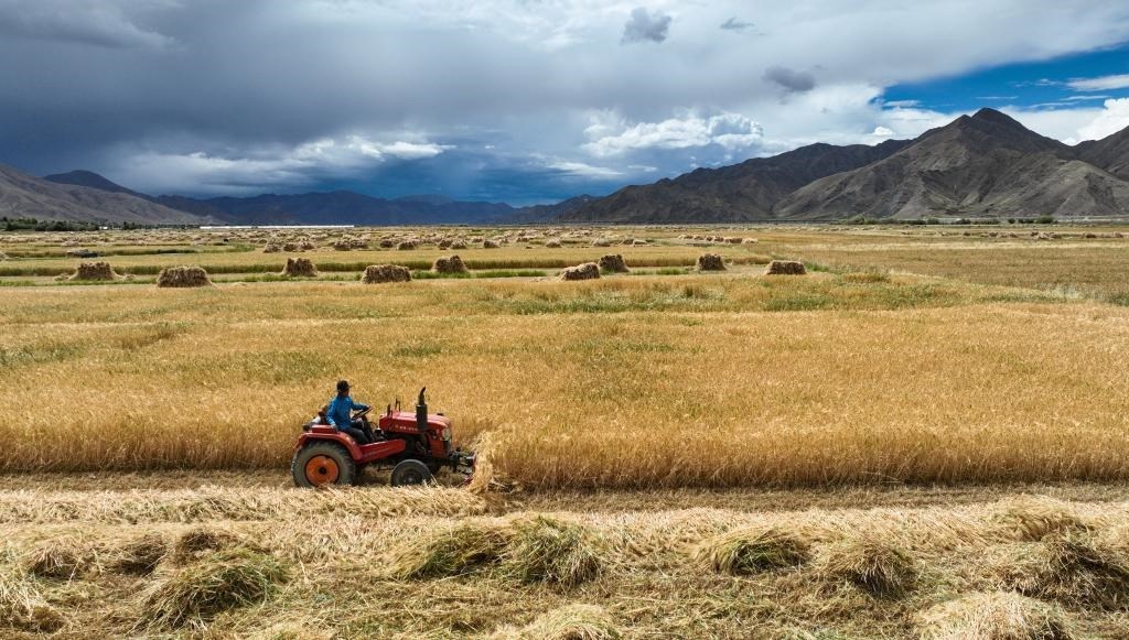 9月10日，在西藏日喀則市白朗縣巴扎鄉(xiāng)拍攝的秋收場景（無人機(jī)照片）。新華社記者晉美多吉 攝