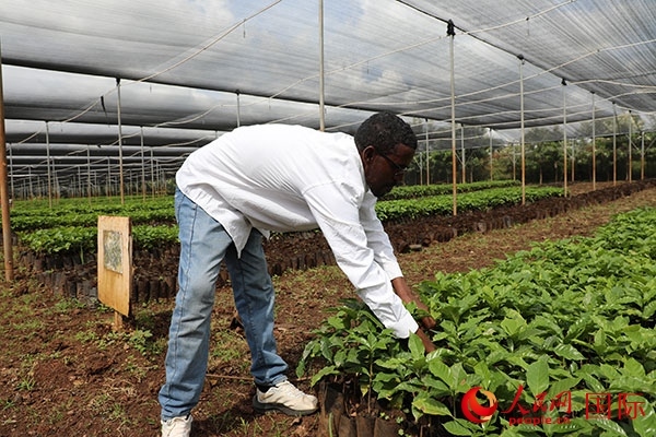 農(nóng)場(chǎng)協(xié)調(diào)員艾哈邁德·耶曼正在檢查咖啡幼苗。人民網(wǎng)記者 沈小曉攝