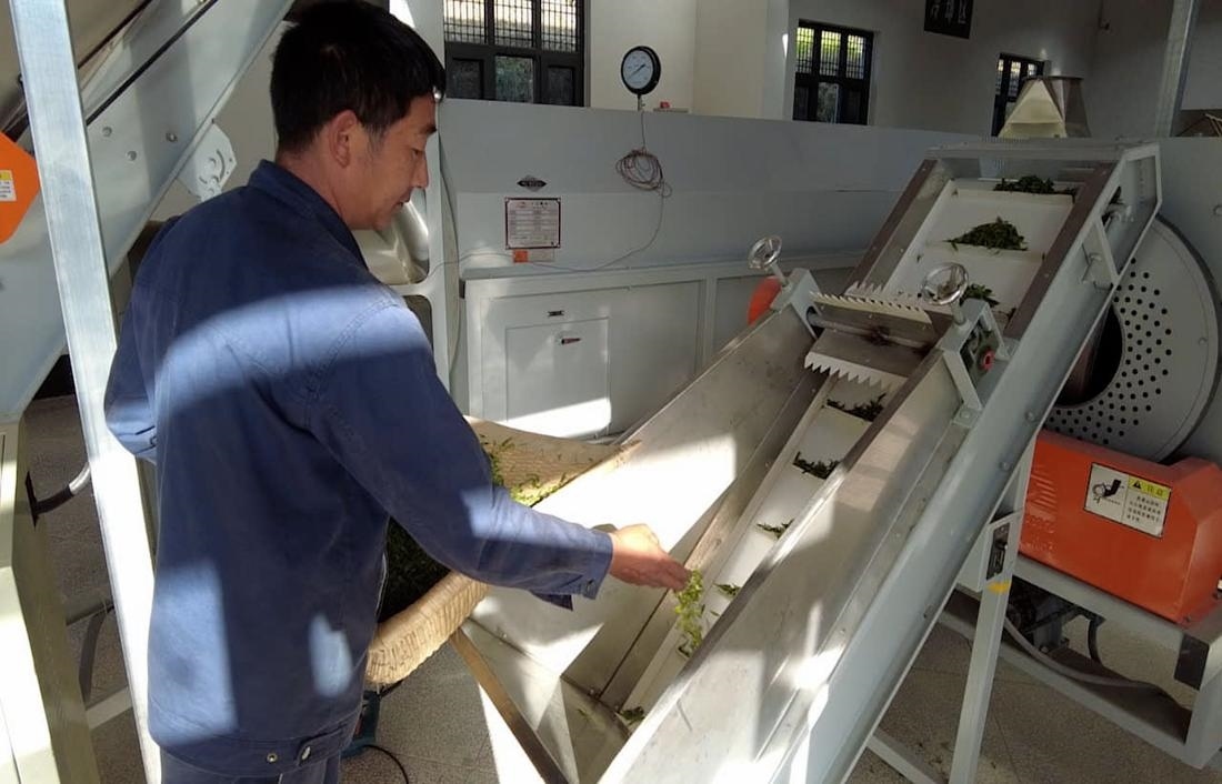  茶廠工人正在查看茶青質量。 受訪者供圖