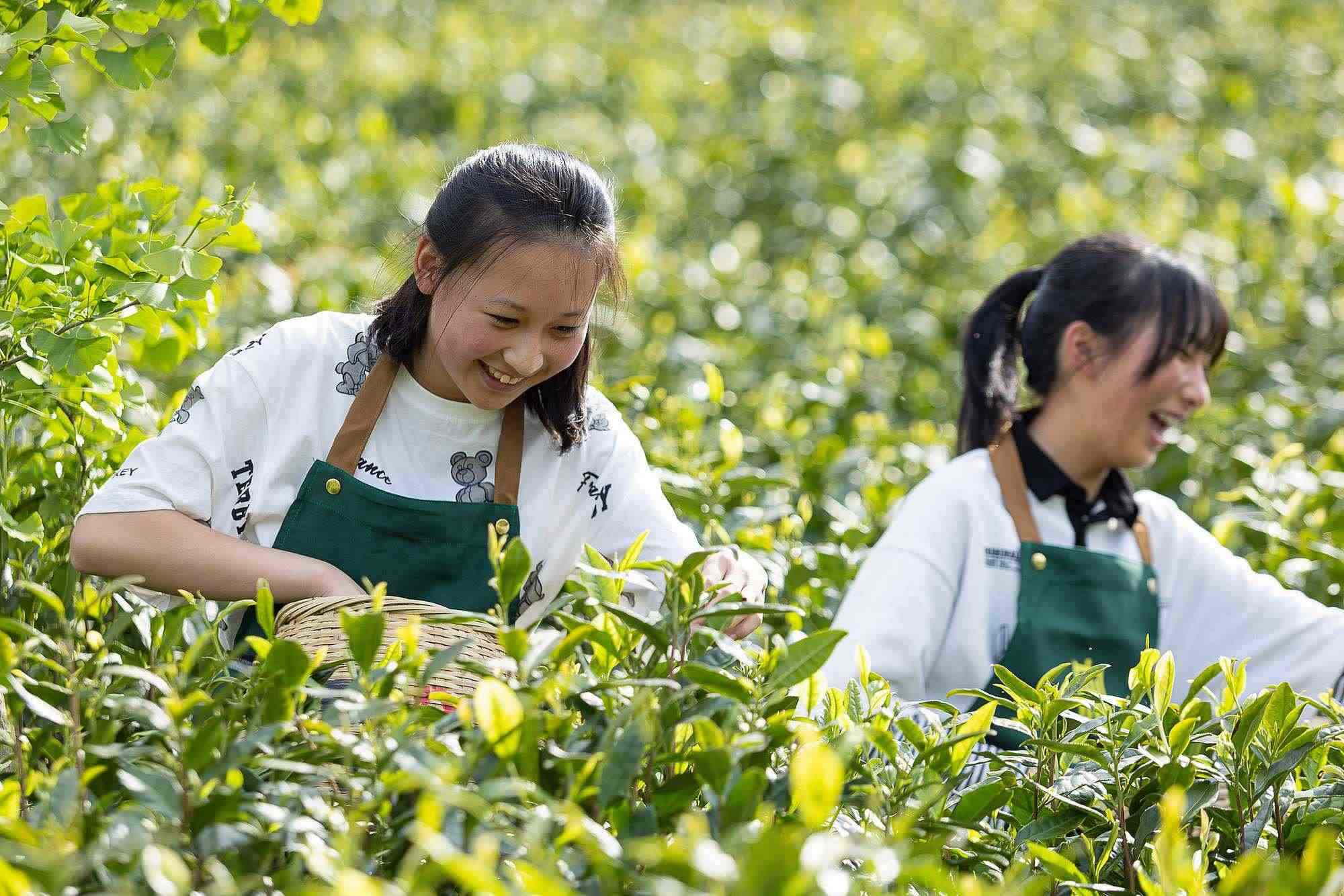 浙江安吉，游客在茶園里體驗采茶