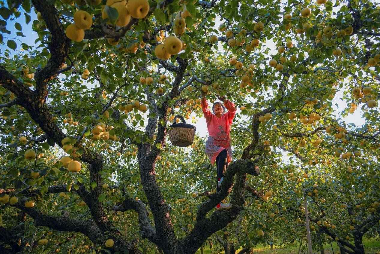 2024年10月4日，安徽省宿州市碭山縣程莊鎮(zhèn)衡樓村百年老梨園里，梨農(nóng)在忙著采摘酥梨。來源:人民圖片