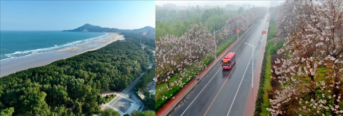 拼版照片：左圖為位于東山縣金鑾灣沿岸的木麻黃防護林帶（無人機照片，新華社記者 姜克紅 攝）；右圖為2021年4月20日在蘭考縣焦裕祿干部學院附近拍攝的泡桐花（無人機照片，新華社記者 郝源 攝）。