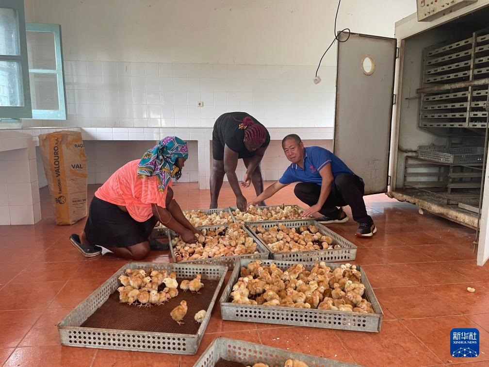 中國援圣普農(nóng)牧業(yè)技術(shù)項(xiàng)目組專家在圣多美和普林西比家禽繁育中心指導(dǎo)雛雞人工孵化技術(shù)（2024年10月8日攝）。新華社發(fā)（中國援圣普農(nóng)技組供圖）