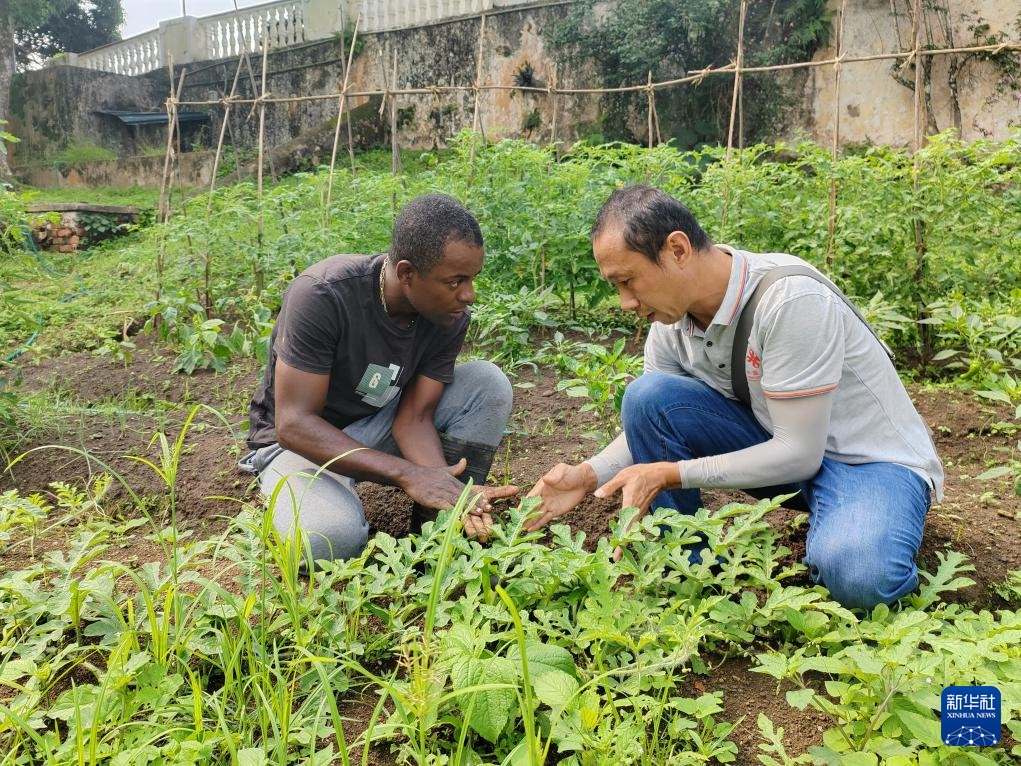 中國援圣普農(nóng)牧業(yè)技術(shù)項(xiàng)目組專家彭杰（右）在圣多美和普林西比的梅佐希大區(qū)指導(dǎo)蔬菜種植戶改善田間管理技術(shù)（2024年1月25日攝）。新華社發(fā)（中國援圣普農(nóng)技組供圖）