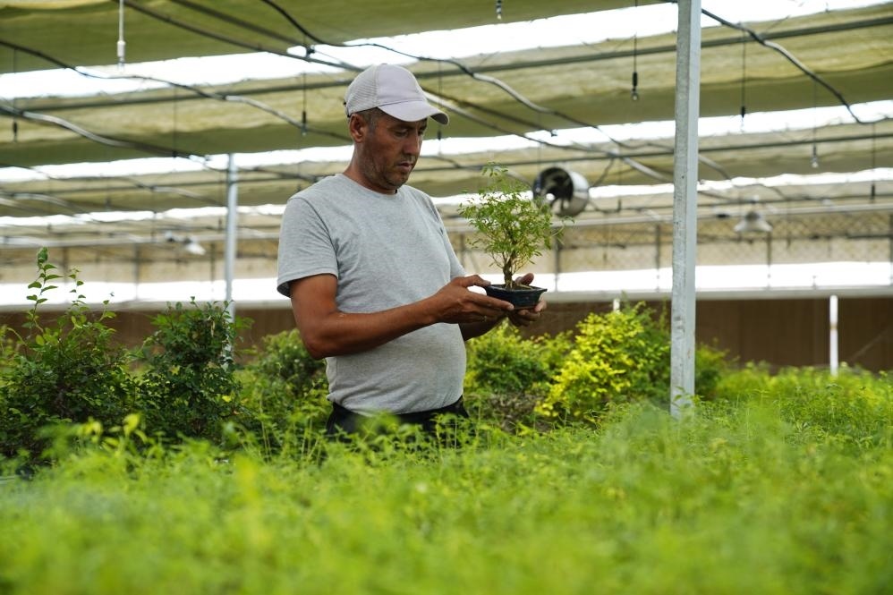 7月28日，在烏茲別克斯坦錫爾河州的上合組織農業(yè)基地中烏現代農業(yè)科技示范園，工作人員檢查盆栽植物。新華社發(fā)（扎法爾攝）