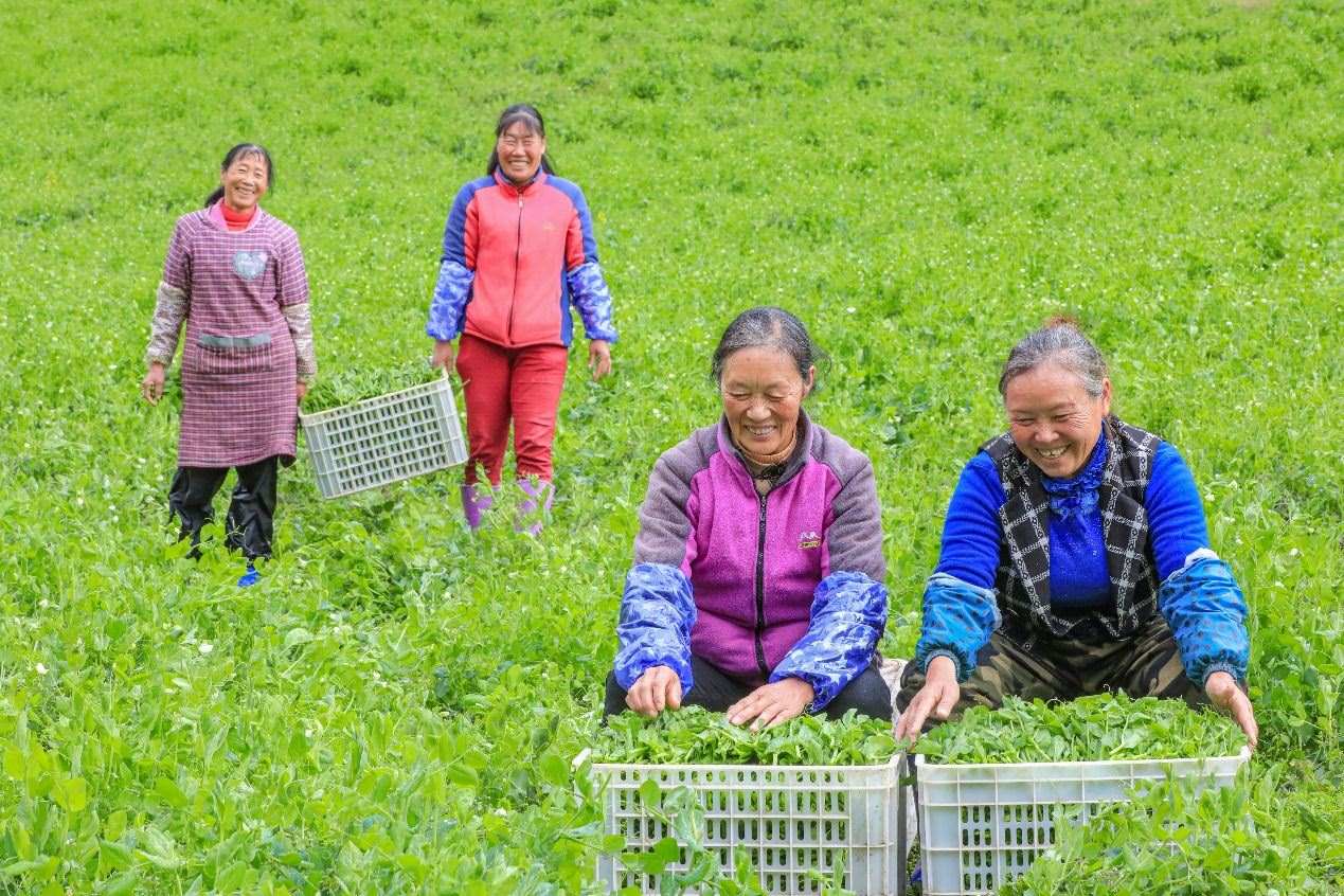 在四川省阿壩藏族羌族自治州馬爾康市馬爾康鎮(zhèn)納足村，當季蔬菜喜獲豐收，群眾正在忙著采收、裝箱供應市場。來源：人民圖片