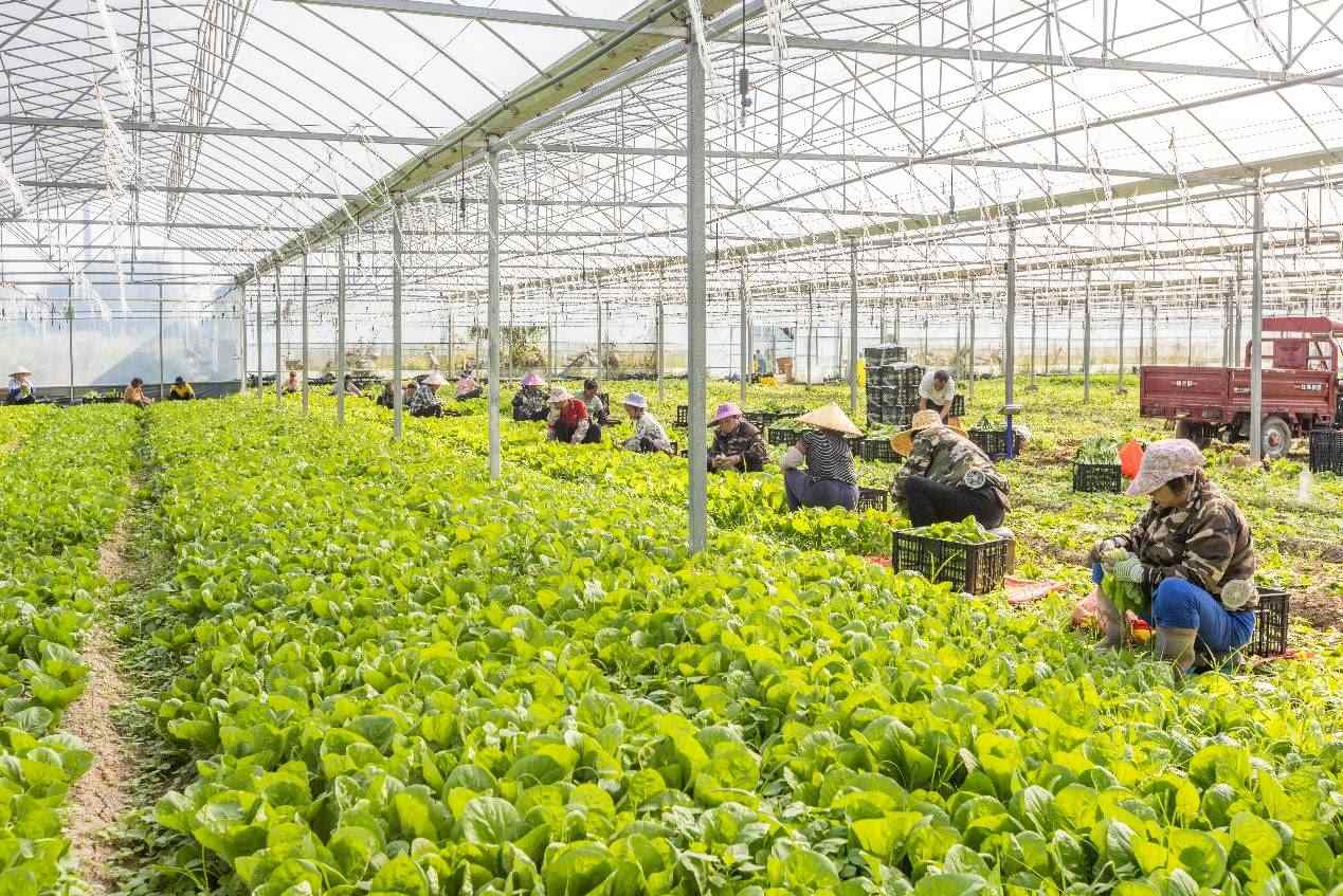 2024年10月8日，在廣西梧州市蒙山縣文圩鎮(zhèn)大明村一個大棚蔬菜基地內(nèi)，民工在采摘、包裝包心菜，準備運銷外地。來源：人民圖片