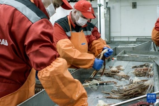 俄羅斯蟹業(yè)集團的工作人員在生產(chǎn)線上加工產(chǎn)品（資料照片）。新華社發(fā)（俄羅斯蟹業(yè)集團供圖）