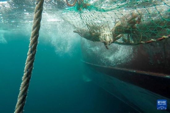 這是俄羅斯蟹業(yè)集團的捕撈船進行遠洋捕撈的資料照片。新華社發(fā)（俄羅斯蟹業(yè)集團供圖）
