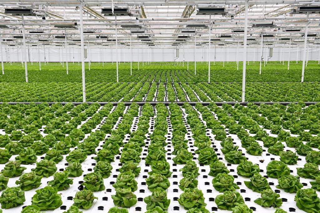 10月26日，楊凌智慧農(nóng)業(yè)示范園智慧溫室內(nèi)通過(guò)無(wú)土栽培技術(shù)種植的蔬菜。新華社記者 鄒競(jìng)一 攝
