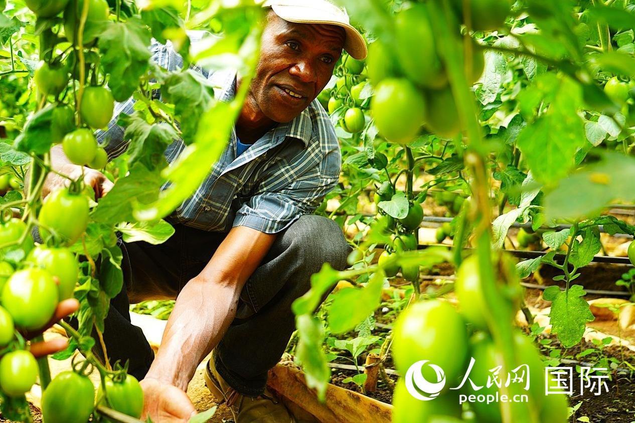 肯尼亞納庫魯郡，當(dāng)?shù)剞r(nóng)民喬納·卡蘭賈家的溫室大棚里，番茄長勢喜人。人民網(wǎng)記者 黃煒鑫攝