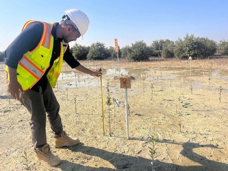 工作人員在監(jiān)測(cè)紅樹苗生長(zhǎng)情況。中國土木供圖