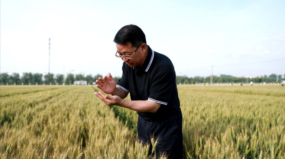 張福鎖在曲周查看小麥長(zhǎng)勢(shì)。受訪者供圖