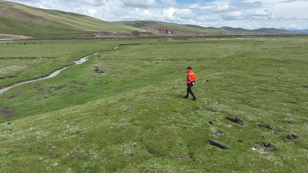 9月24日，生態(tài)管護(hù)員那瓦才郎在草場上巡護(hù)。（受訪者供圖）