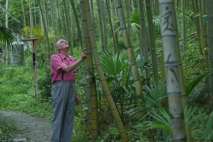 奈斯在莫干山的竹林里散步。