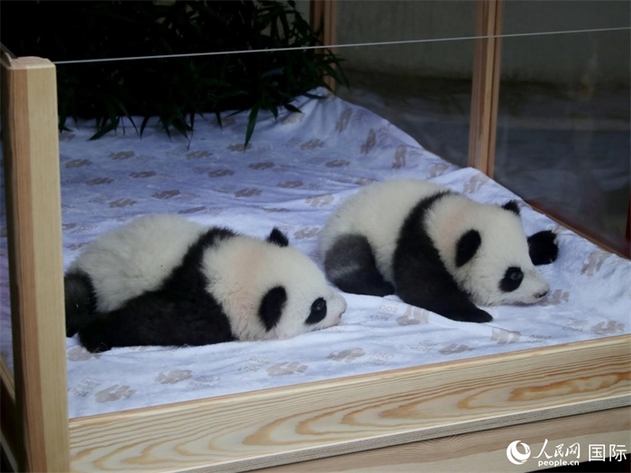 柏林動物園的明星“夢好”與“夢甜”。人民網(wǎng) 肖晶攝