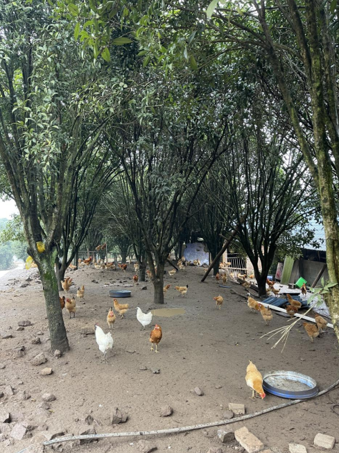 桂花林里的桂飛雞。劉軍國攝