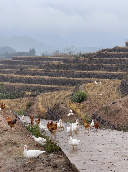 樨鄉(xiāng)記生態(tài)農(nóng)莊一隅。劉軍國攝