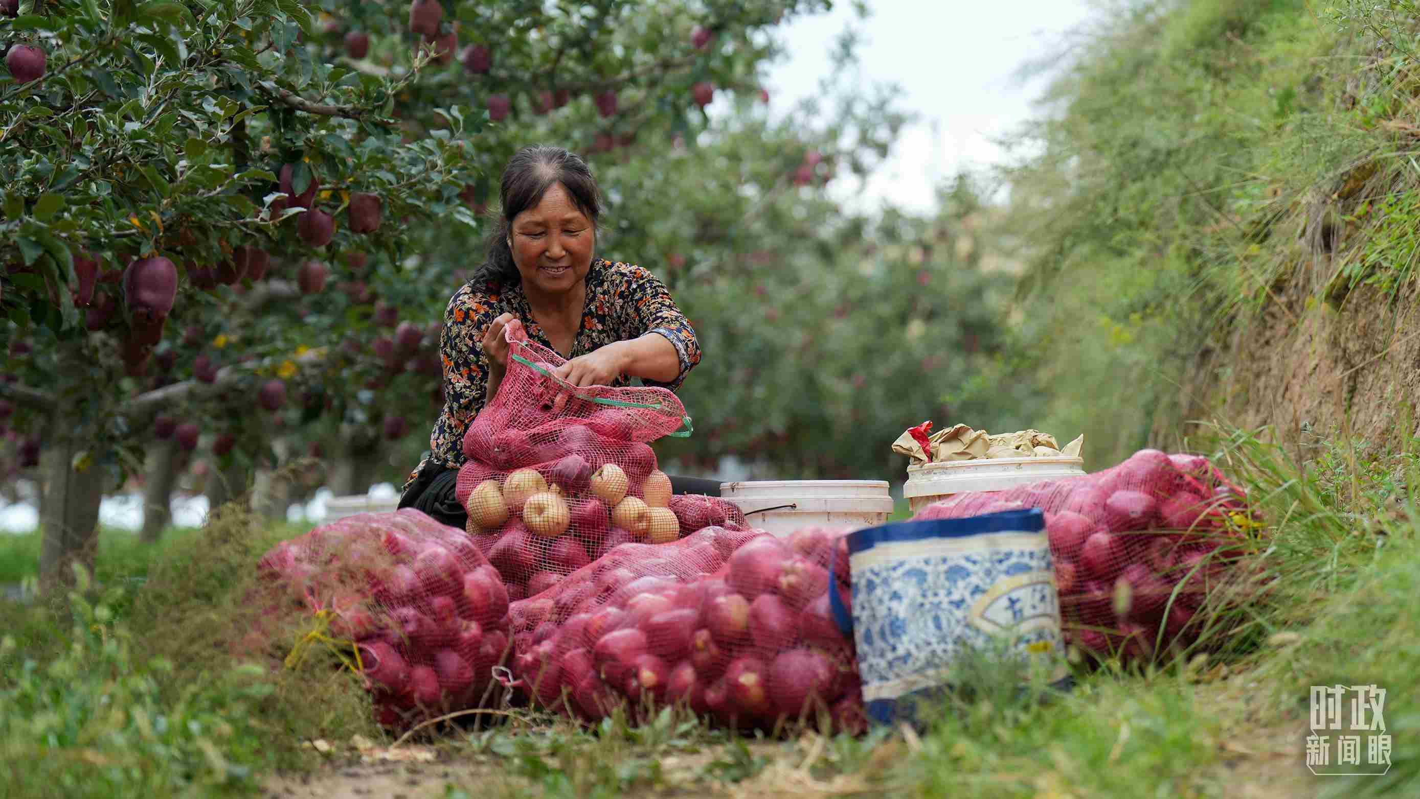 △甘肅天水的花牛蘋(píng)果已經(jīng)成為當(dāng)?shù)厝罕姷摹吧鷳B(tài)果”“致富果”。（總臺(tái)記者李晉拍攝）