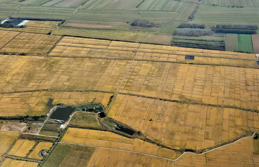 俯瞰黑龍江省哈爾濱市一處稻田（10月2日攝，無人機(jī)照片）。新華社記者 孫曉宇 攝