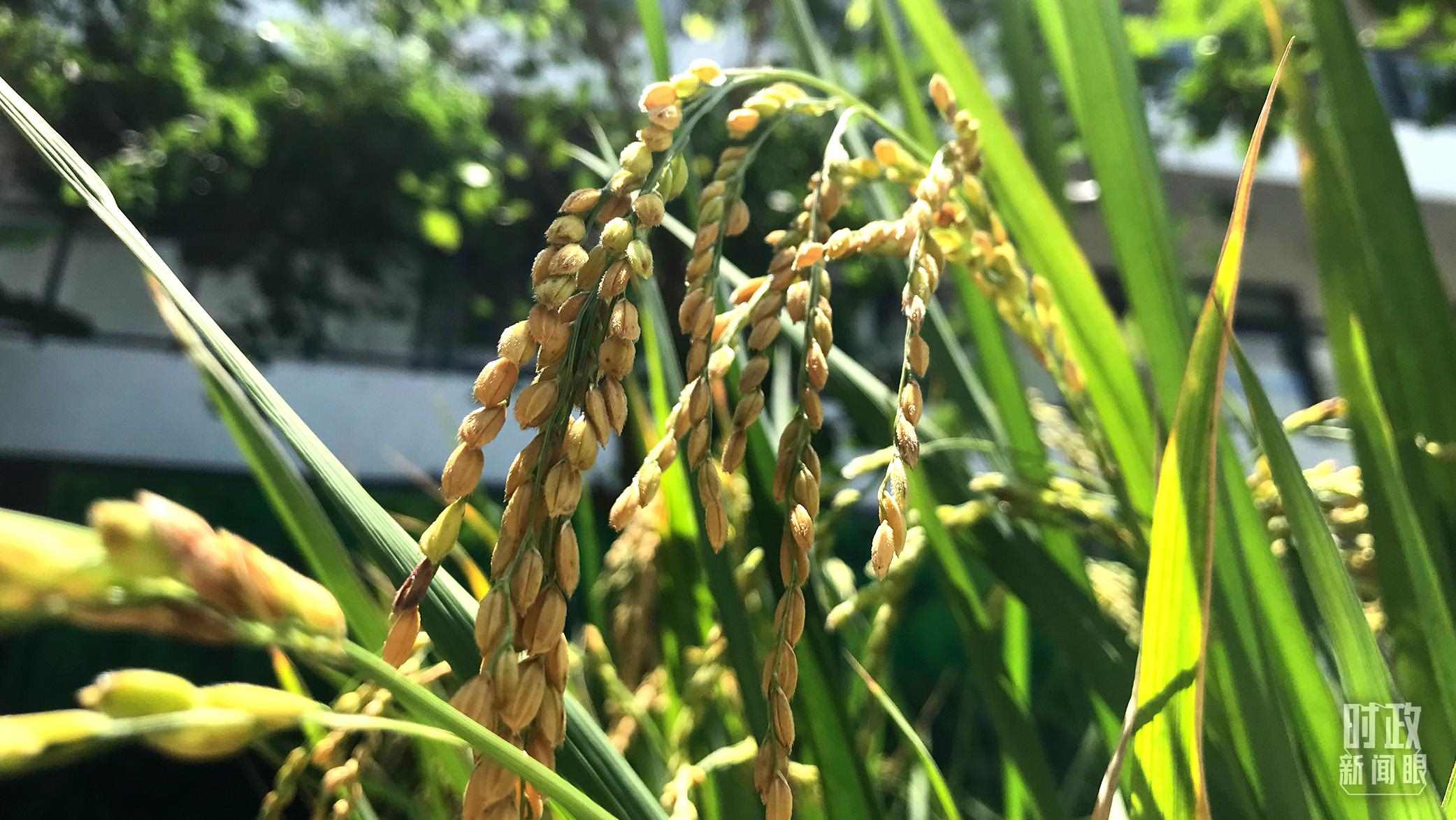 在海南培育的水稻品種。（總臺央視記者石偉明拍攝）