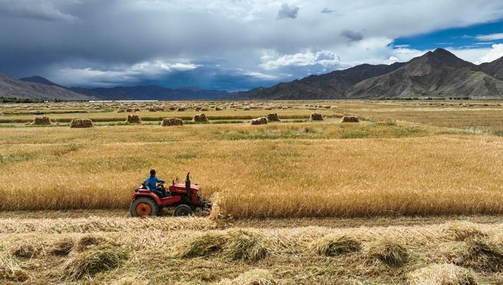 2024年9月10日在西藏日喀則市白朗縣巴扎鄉(xiāng)拍攝的秋收場景（無人機(jī)照片）。新華社記者 晉美多吉 攝