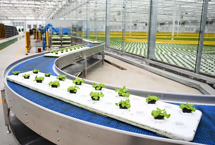 2024年12月12日在內(nèi)蒙古鄂爾多斯市達(dá)拉特旗內(nèi)蒙古現(xiàn)代數(shù)字農(nóng)業(yè)科技產(chǎn)業(yè)園拍攝的生菜苗。 新華社記者 貝赫 攝