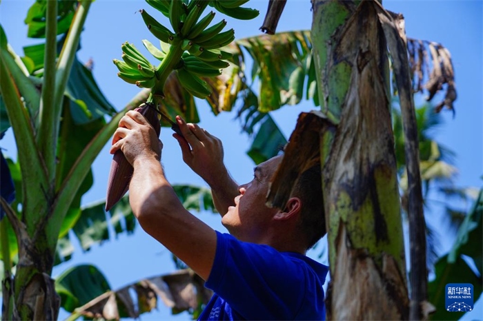 12月23日，中國熱帶農(nóng)業(yè)科學院專家趙增賢在斯里蘭卡馬坎杜拉為當?shù)剞r(nóng)戶做技術(shù)示范。新華社記者 陳冬書 攝