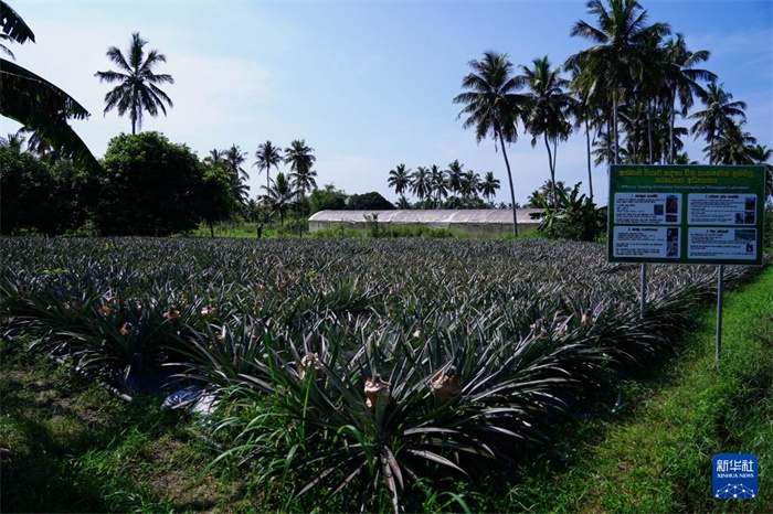 這是12月23日在斯里蘭卡馬坎杜拉拍攝的中國技術(shù)試驗田菠蘿田。新華社記者 陳冬書 攝