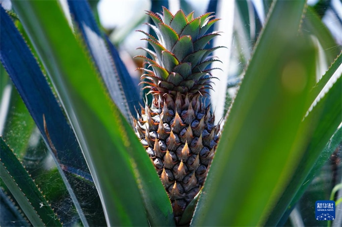 這是12月23日在斯里蘭卡馬坎杜拉拍攝的中國技術(shù)試驗田里的菠蘿。新華社記者 陳冬書 攝
