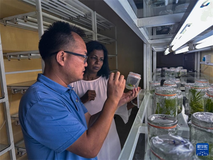 12月23日，在斯里蘭卡馬坎杜拉，中國專家與斯里蘭卡馬坎杜拉可持續(xù)農(nóng)業(yè)與發(fā)展研究中心主任達莎妮·賈亞曼納交流。新華社發(fā)（中國、聯(lián)合國糧農(nóng)組織與斯里蘭卡南南合作項目專家組供圖）