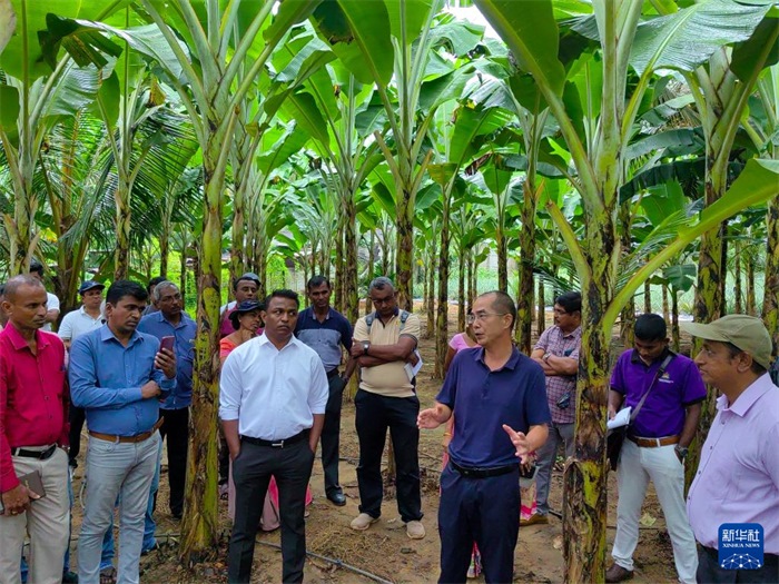 10月10日，在斯里蘭卡霍勒訥的一處香蕉示范基地，中國、聯(lián)合國糧農(nóng)組織與斯里蘭卡南南合作項目中國專家組組長孫德權(quán)為當?shù)剞r(nóng)民進行技術(shù)培訓。新華社發(fā)（中國、聯(lián)合國糧農(nóng)組織與斯里蘭卡南南合作項目專家組供圖）
