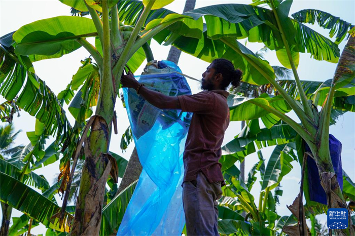 12月23日，在斯里蘭卡馬坎杜拉，農(nóng)民在香蕉試驗田里學習套袋技術(shù)。新華社記者 陳冬書 攝