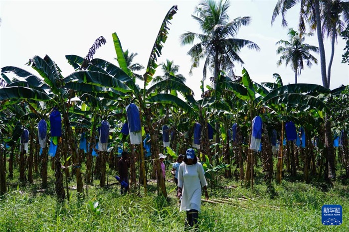 12月23日，在斯里蘭卡馬坎杜拉，農(nóng)民走過中國技術(shù)試驗田香蕉田。新華社記者 陳冬書 攝