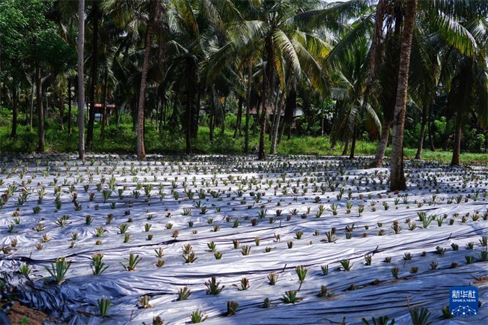 這是12月23日在斯里蘭卡馬坎杜拉拍攝的農(nóng)民里尚·普爾納的菠蘿田。新華社記者 陳冬書 攝