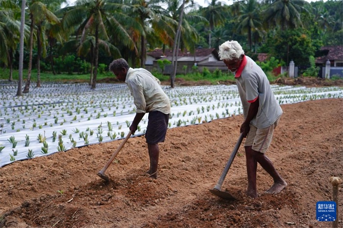 12月23日，斯里蘭卡馬坎杜拉的農(nóng)民在菠蘿田地里勞作。新華社記者 陳冬書 攝