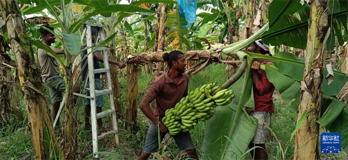 12月28日，在斯里蘭卡馬坎杜拉，當?shù)剞r(nóng)民收獲香蕉。新華社發(fā)（中國、聯(lián)合國糧農(nóng)組織與斯里蘭卡南南合作項目專家組供圖）