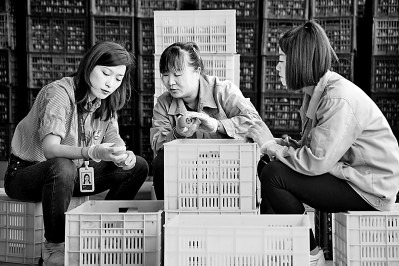 為拓展柿子產(chǎn)業(yè)發(fā)展新途徑，在陜西富平淡村鎮(zhèn)，歸國留學(xué)生王薇參與創(chuàng)建了一座柿酒酒莊。新華社發(fā)