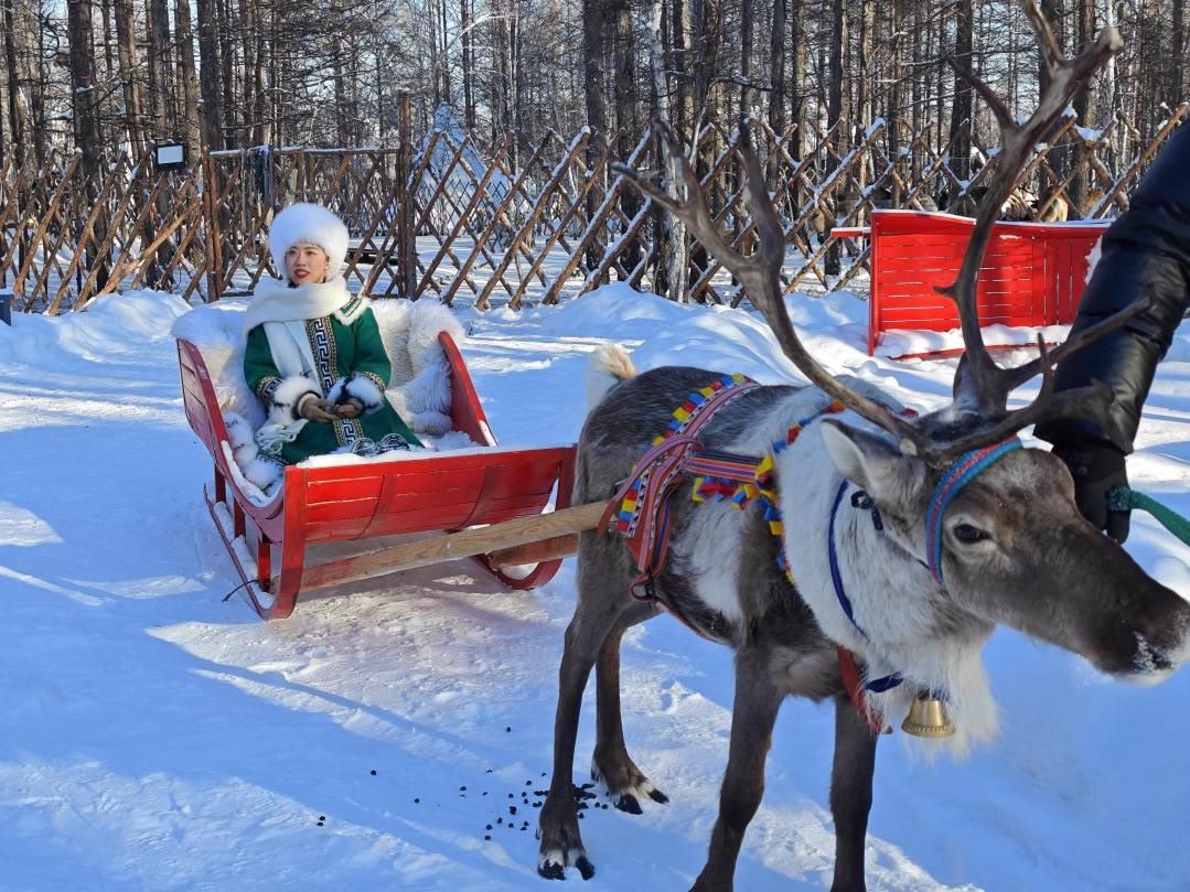 游客體驗馴鹿拉雪橇。人民網(wǎng)記者 苗陽攝