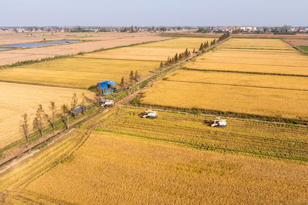 2024年11月1日，在湖南華容縣團(tuán)洲垸，村民駕駛收割機(jī)收獲水稻（無人機(jī)照片）。新華社記者陳思汗 攝