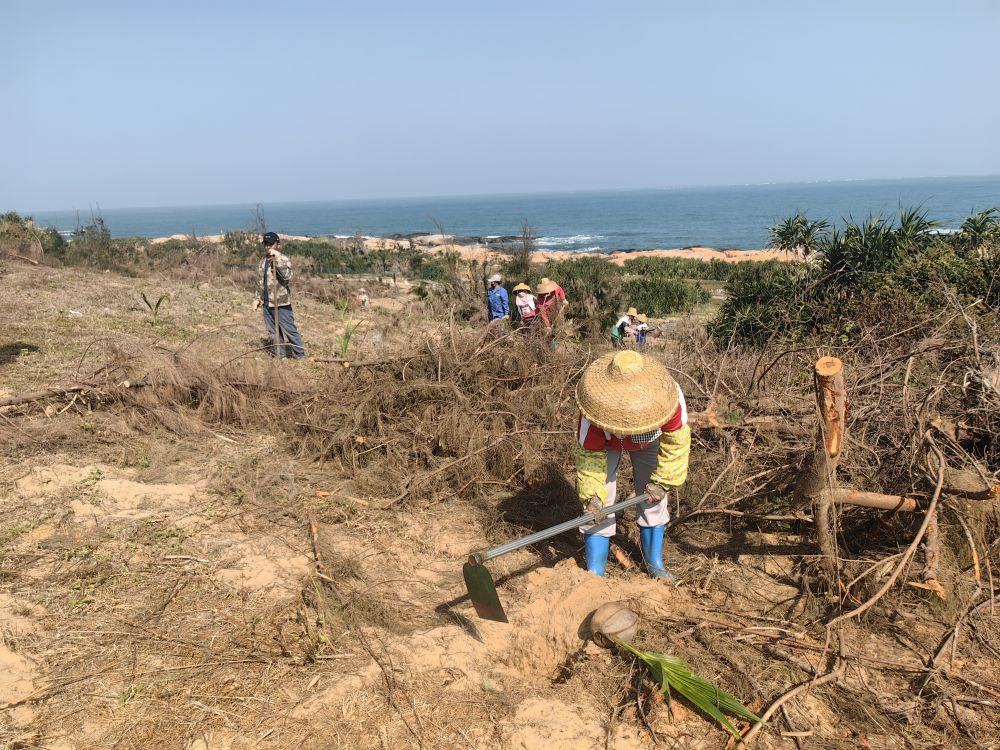 2025年1月19日，在海南文昌市，工人正在修復(fù)海岸防風(fēng)林。新華社記者吳茂輝 攝