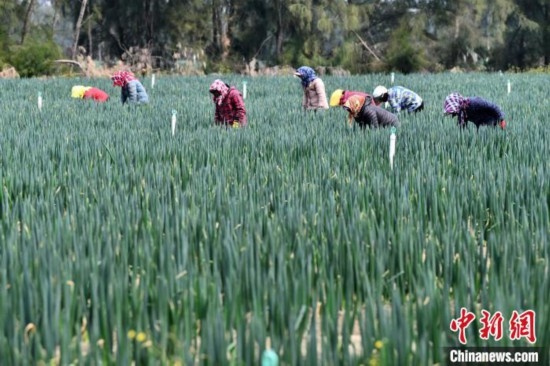 福建平潭：鹽堿地管護(hù)忙