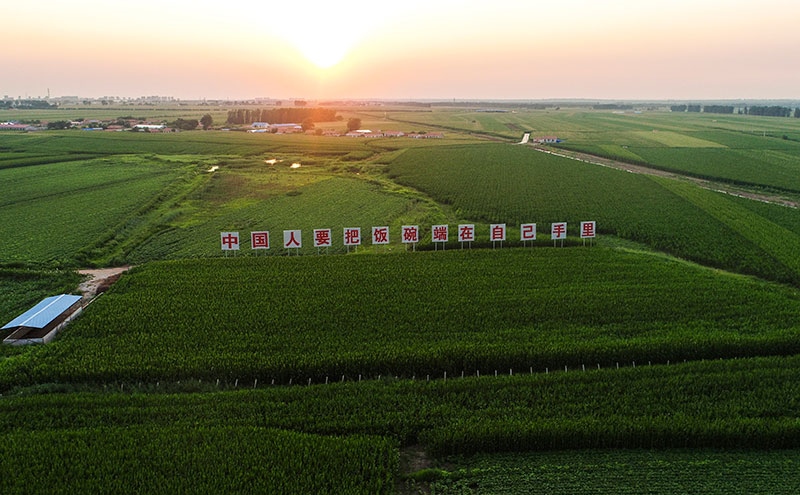 2020年7月23日拍攝的吉林省梨樹(shù)縣國(guó)家百萬(wàn)畝綠色食品原料（玉米）標(biāo)準(zhǔn)化生產(chǎn)基地核心示范區(qū)（無(wú)人機(jī)照片）。新華社記者 許暢 攝