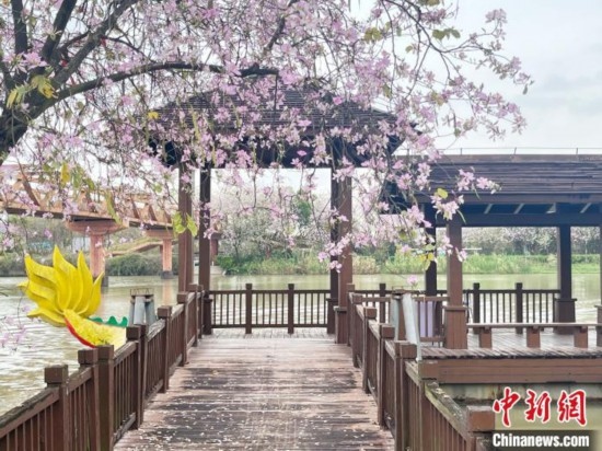 3月7日，廣州海珠國家濕地公園宮粉紫荊花海吸引游人。中新社記者 許青青 攝