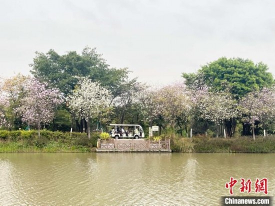 3月7日，廣州海珠國家濕地公園宮粉紫荊花海吸引游人。中新社記者 許青青 攝