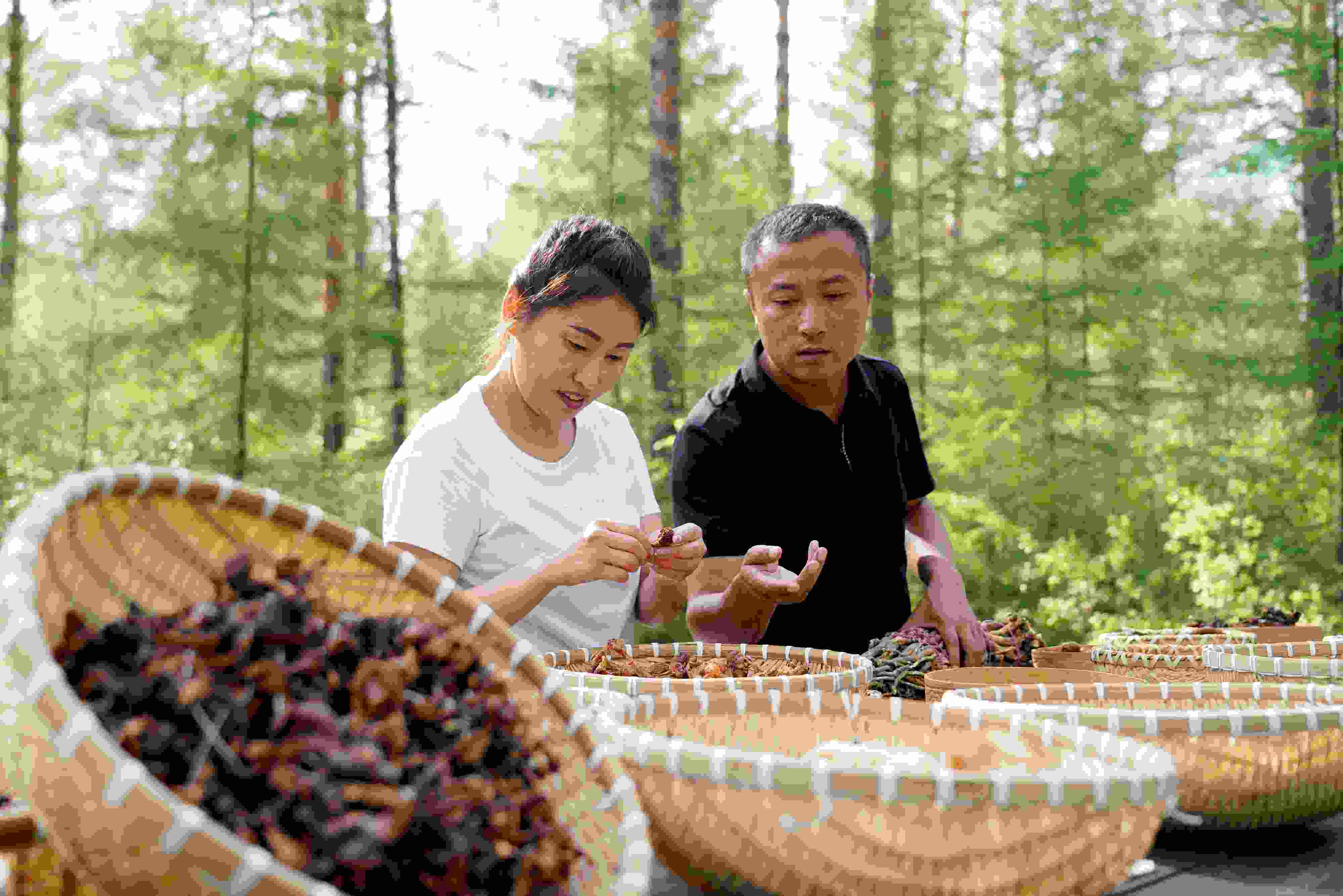 2024年8月6日，黑龍江漠河林場(chǎng)員工正在分揀采集來(lái)的林下產(chǎn)品。