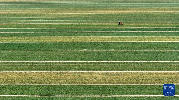 3月14日，在菏澤市鄆城縣潘渡鎮(zhèn)，農(nóng)民在麥田里施肥（無人機照片）。
