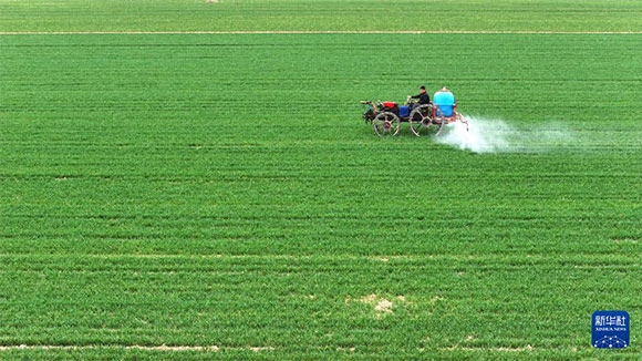3月14日，在菏澤市鄆城縣郭屯鎮(zhèn)，農(nóng)民在麥田里噴灑除草劑（無人機照片）。